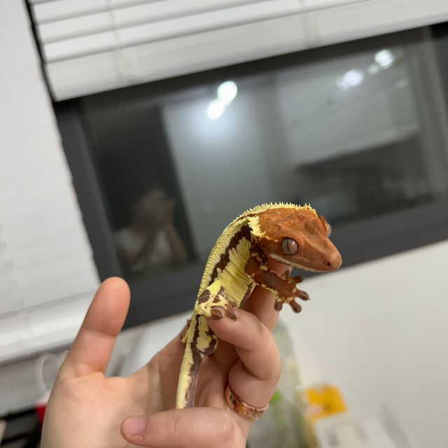 프라푸치노 텐저린