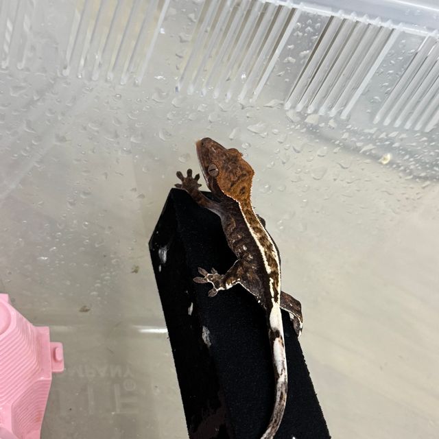 핀스트라이프 카푸치노 다크