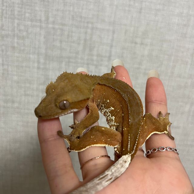바이 화이트포트홀 레드