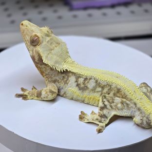 릴리화이트