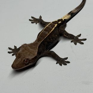 카푸치노