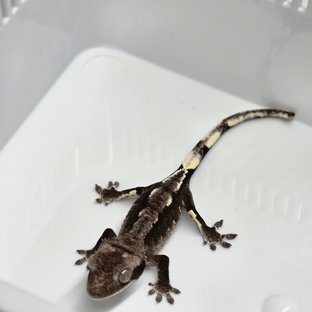 아잔틱