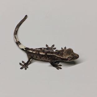 아잔틱