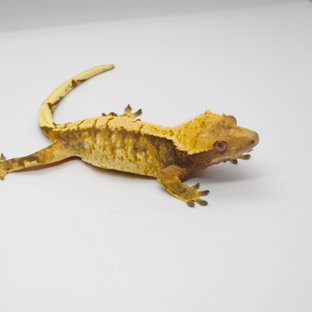 노멀 트라이 텐저린