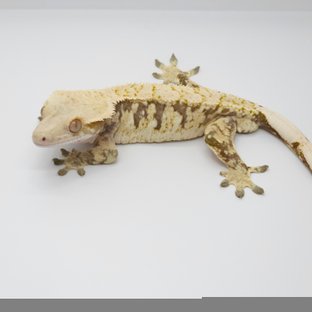 노멀 트라이 드리피