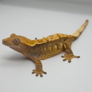 노멀 트라이 텐저린