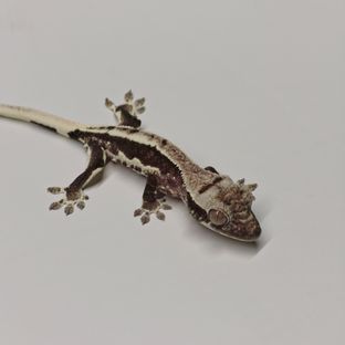 릴잔틱