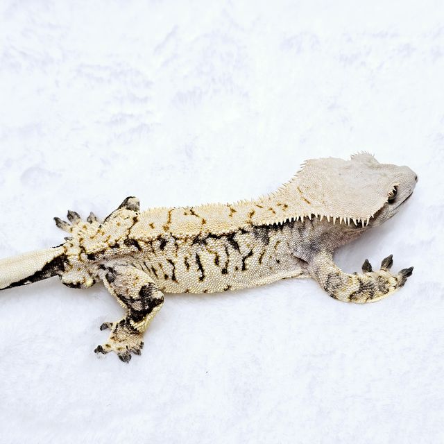 트라이