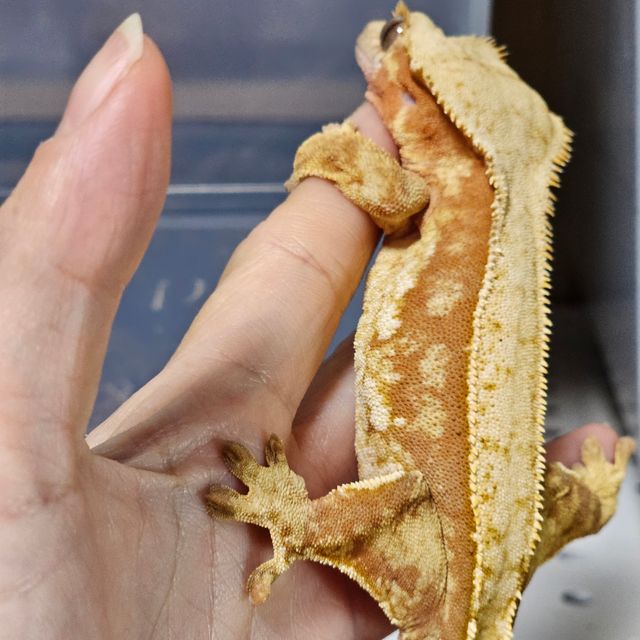 레드