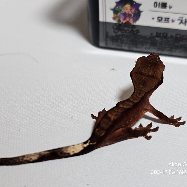 다크 챠콜