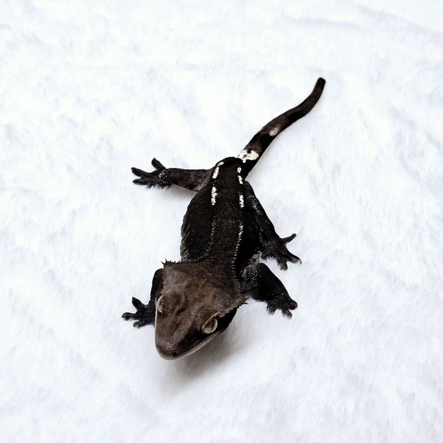 아잔틱