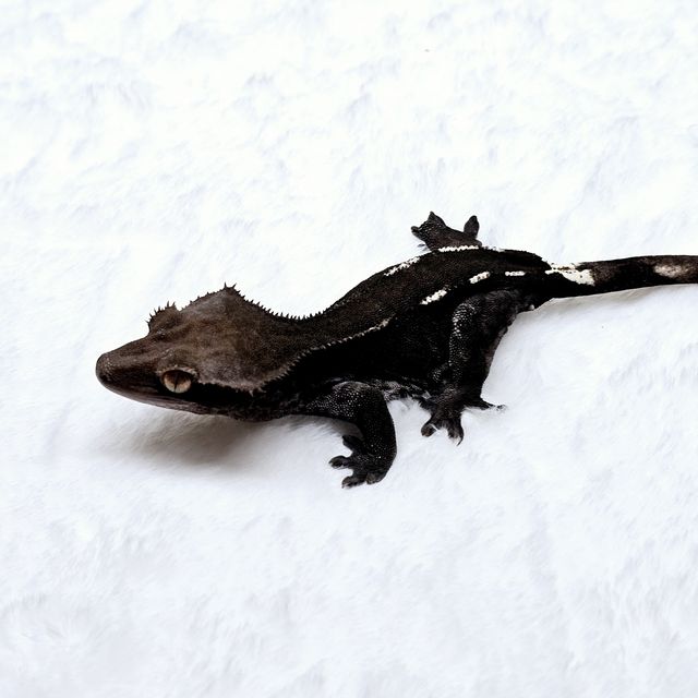 아잔틱