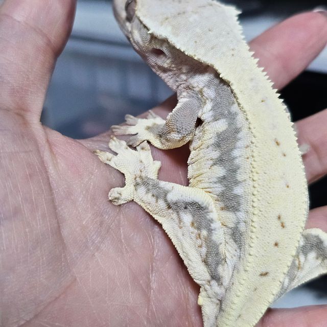 릴리화이트
