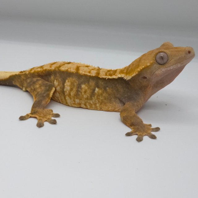 노멀 트라이 텐저린