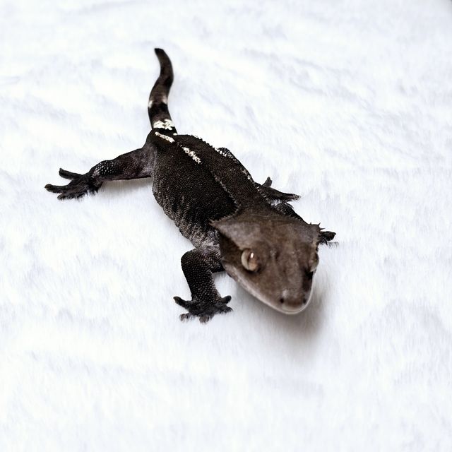 아잔틱