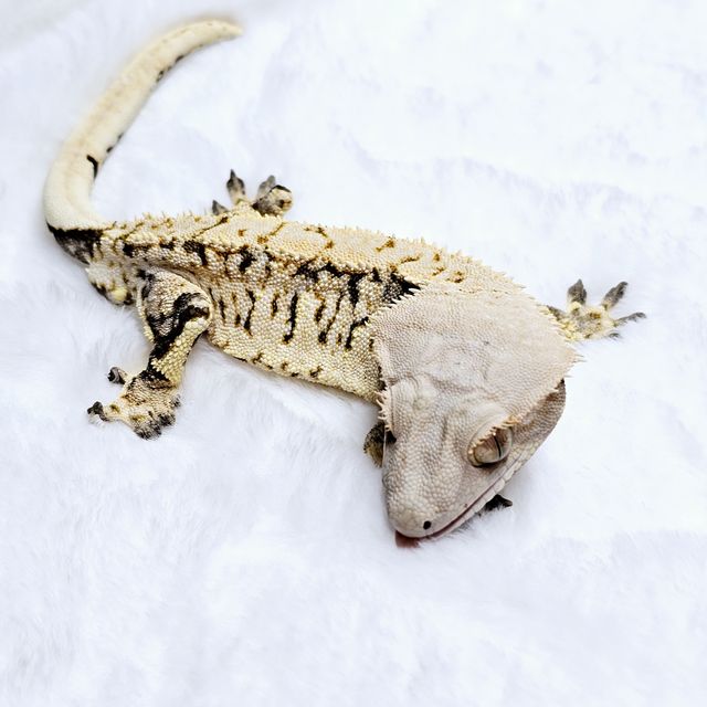 트라이