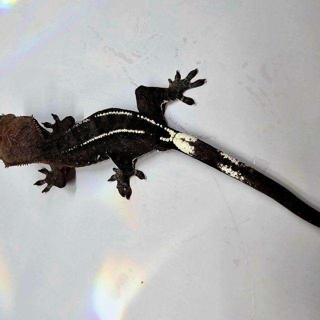 아잔틱