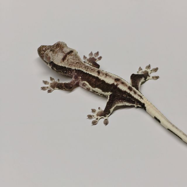릴잔틱