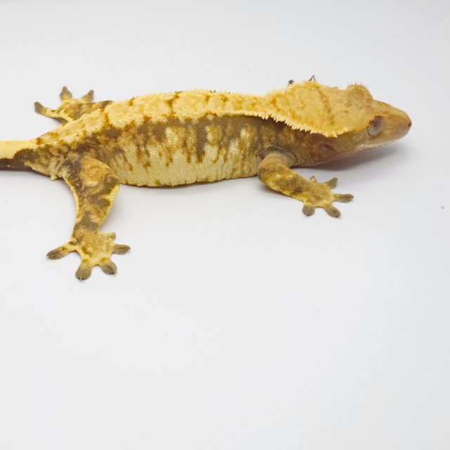 노멀 트라이 텐저린