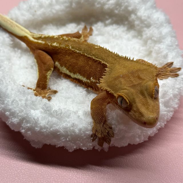 팬텀 레드 릴리화이트