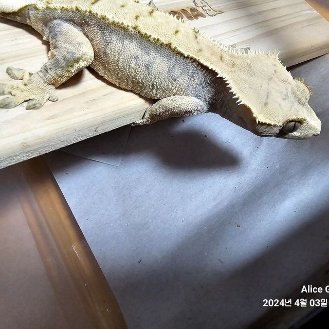 노멀 트라이