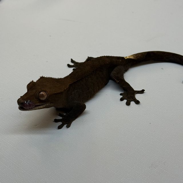 카푸치노 챠콜