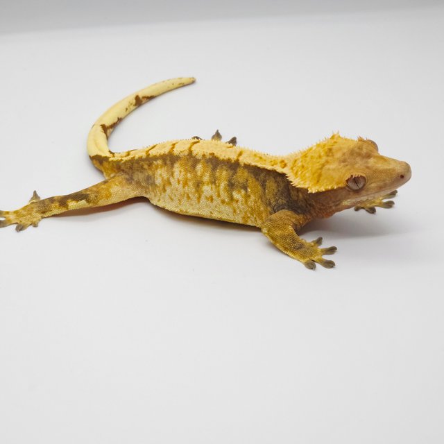 노멀 트라이 텐저린