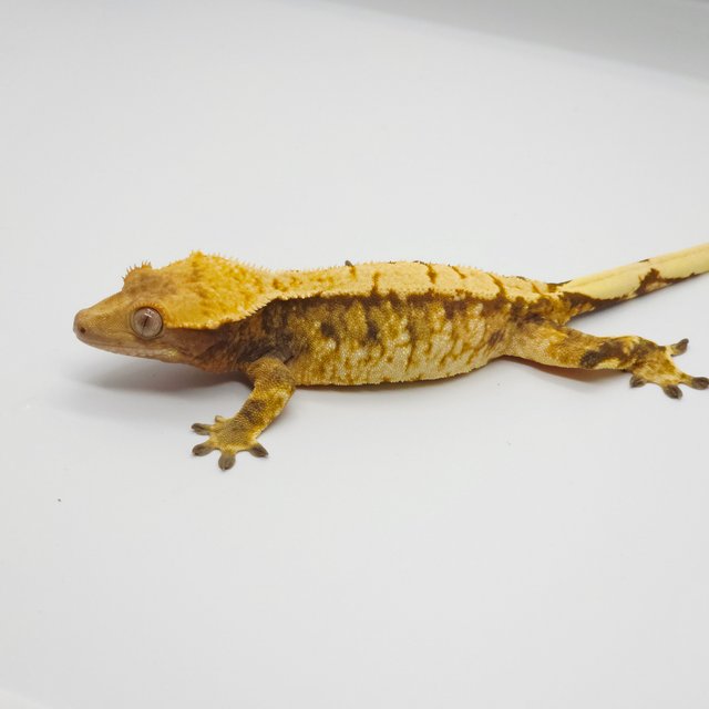 노멀 트라이 텐저린