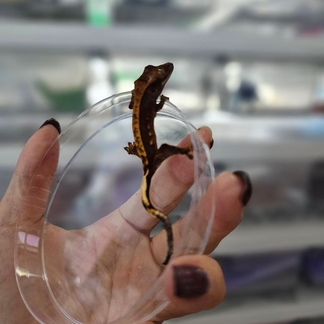 노멀 다크