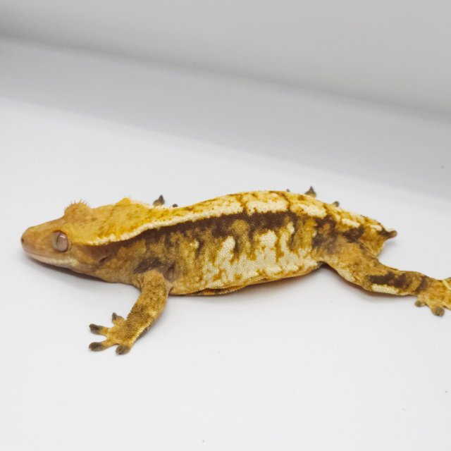 노멀 트라이 텐저린