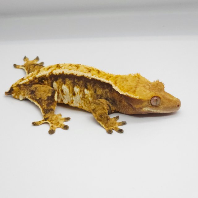 노멀 트라이 텐저린