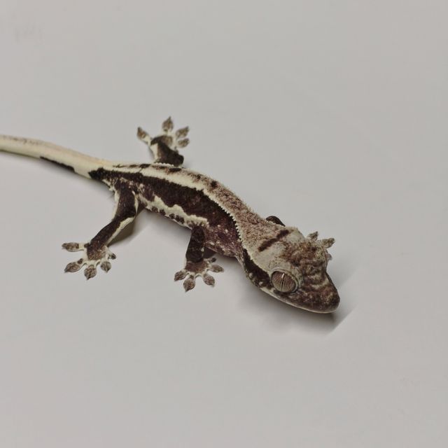 릴잔틱