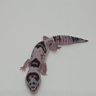 화이트아웃 오레오