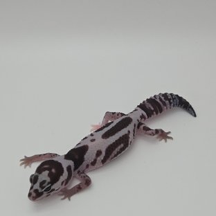 화이트아웃 오레오