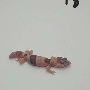 화이트아웃 아멜라니스틱