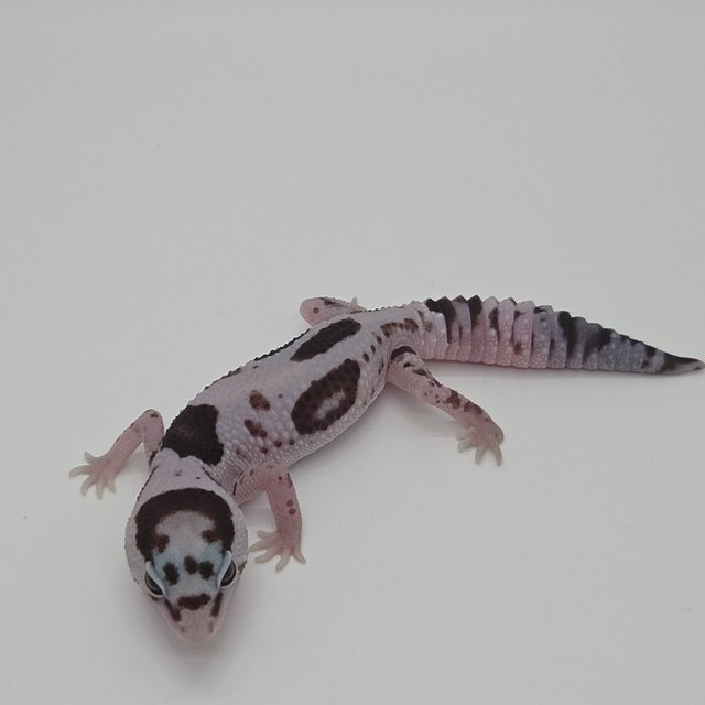 화이트아웃 오레오