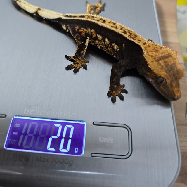 슈퍼스트라이프 풀핀