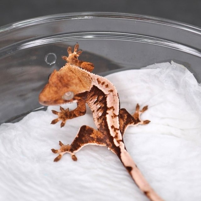 트라이 익스트림할리퀸