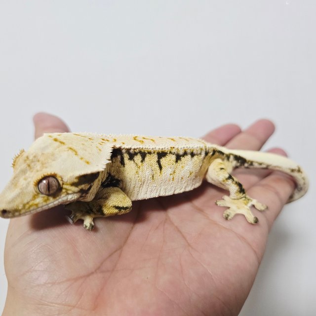 트라이 드리피 화이트스팟 노멀