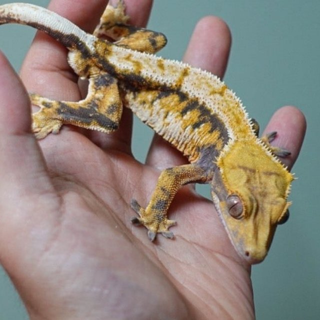 트라이 익스트림할리퀸