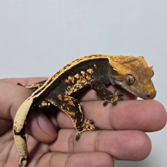 슈퍼스트라이프 풀핀