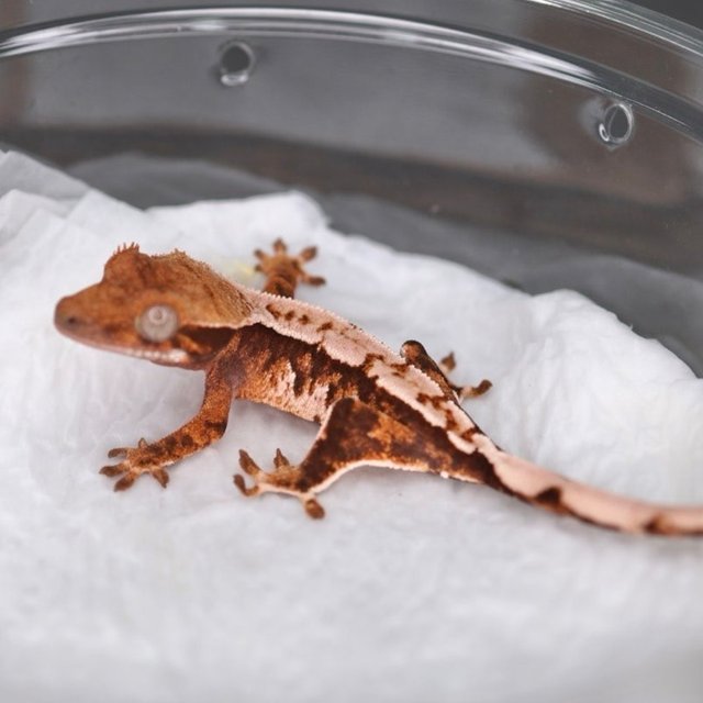 트라이 익스트림할리퀸