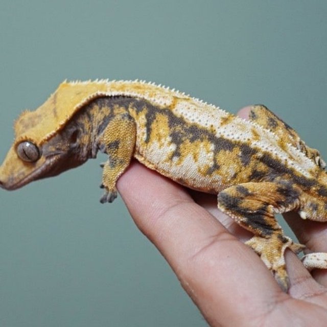 트라이 익스트림할리퀸