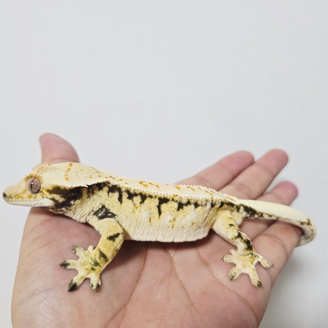 트라이 드리피 화이트스팟 노멀