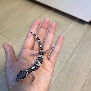블랙나이트 스노우