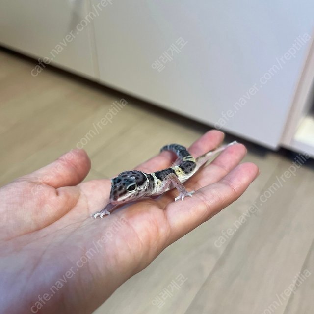 블랙나이트 스노우