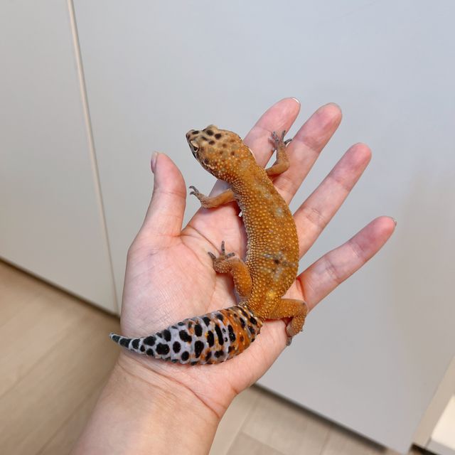 만다린 캐롯 정글