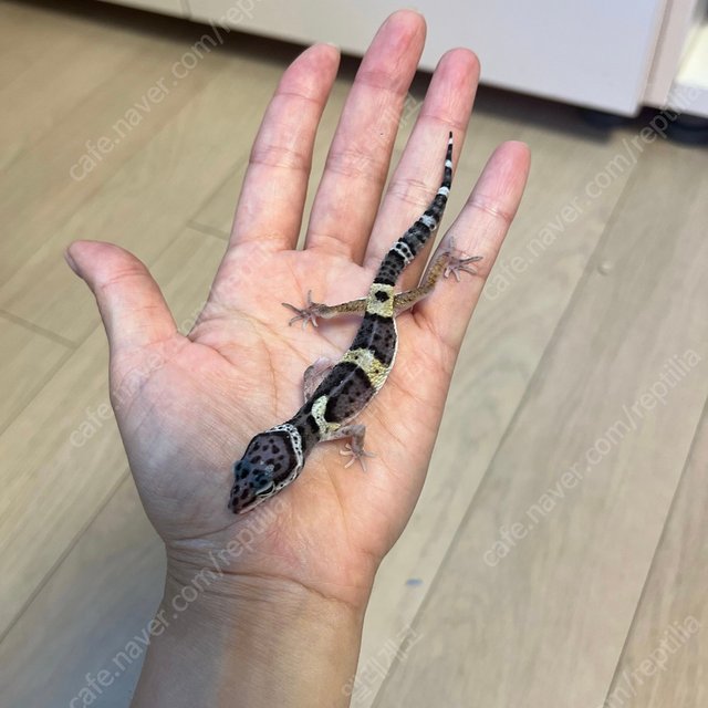 블랙나이트 스노우