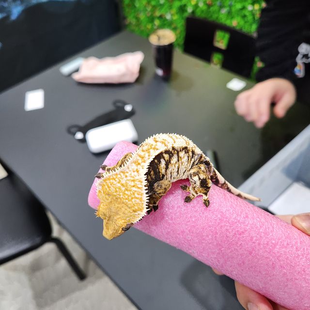 트라이 할리퀸