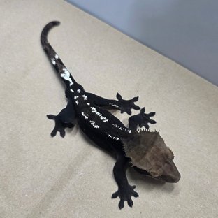아잔틱 (부)